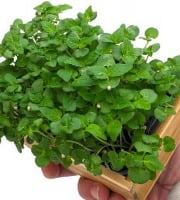 Horssol - Ferme urbaine - Micro-pousse de Shiso vert x4 barquettes