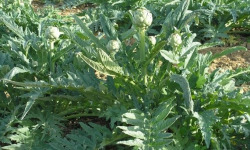 Les Jardins de Gérard - Artichaut feuille Bio pour tisane - 1 kg