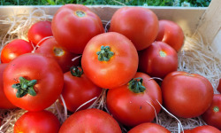 Le Pré de la Rivière - Tomate bio Ronde Paola 1,5kg- Origine France