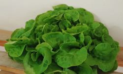 Ferme Joos - Salade Feuille de chêne