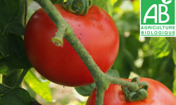 Mon Petit Producteur - Tomate Ronde Paola Bio [vendue Par 3 Kg]