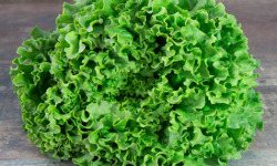 La Boite à Herbes - Salade Batavia Verte Bio