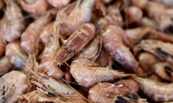 La Paysanne des Mers - Crevettes grises cuites - 1kg