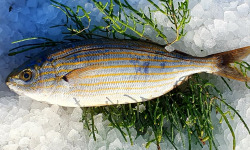 Camargue Coquillages - Saupe vidée 500g - Pêche Artisanale et Responsable