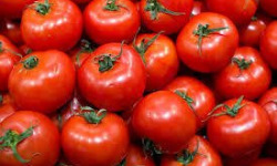 Le Châtaignier - Tomate ronde 1kg