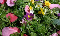 Rébecca les Jolies Fleurs - La salade Royale de mon pépé