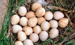 Des Poules et des Vignes à Bourgueil - 6 petits œufs de pintades