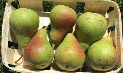 EARL Fruits du Maumont - Toutifruits - Poire Bio Harow Sweet - 1kg