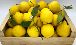 Le Panier du Producteur - Citrons - 1kg