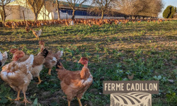 Ferme Cadillon - Poulet fermier | Femelle - 100 jours - Label rouge - 1,650 kg - Lot de 3