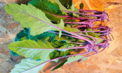 Nature et Saveurs - Ferme Aquaponique et Permacole Astérienne - Mini Chou-Raves Violets Gastronomiques (5 pièces)