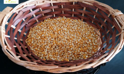Au bon Jardinet - Maïs À Pop Corn Variété Ancienne Tom Pouce  250g