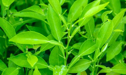 Botanist & Exception - Sel de Guérande Bio aromatisé à la feuille d'agrumes séchée