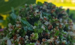 Graines Précieuses - Taboulé de Quinoa végétalien aux herbes fraîches et citrons de Nice