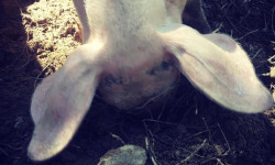 Des Poules et des Vignes à Bourgueil - Tête de cochon Duroc