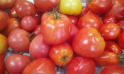 Gourmets de l'Ouest - Tomates anciennes de Saint-Malo