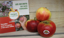 Le Châtaignier - Pommes Elstar - Colis 5kg