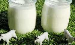 Chèvrerie des Fossés - Lot de 6 yaourts de chèvre natures
