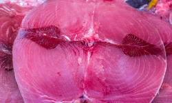Le goéland gourmand du bateau à l’assiette - Thon rouge de Méditerranée 1kg