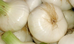Le Châtaignier - Oignon blanc frais nouveaux sans fane 500g