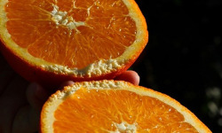 Jardins de la Testa - Orange de Corse - 10kg