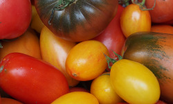 Mon Petit Producteur - Assortiment Tomates Anciennes Bio