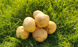 La Brouette d'Alexis - Pommes de terre MARABEL - 5 kgs