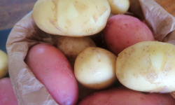 Ferme de Carcouet - Pommes de Terre Bio - 1 kg