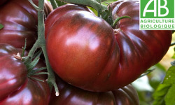 Mon Petit Producteur - Tomate Ancienne Bio Noire De Crimée