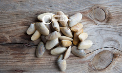 Camargue Coquillages - Tellines De Camargue - Pêche Durable Et Responsable