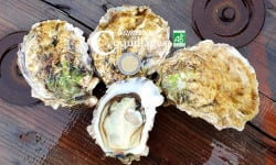 Camargue Coquillages - La Perle De Camargue Huîtres Creuses Bio - Grosses À Cuire
