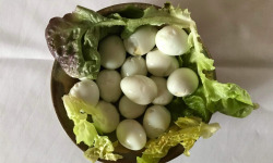 Des Poules et des Vignes à Bourgueil - 15 œufs de cailles cuits dur