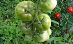 Le Jardin des Gallines - Tomates vertes Bio