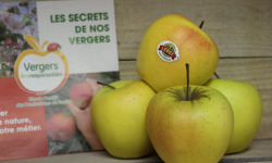 Le Châtaignier - Pommes Golden - 1kg
