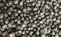 La Ferme des petits fruits - Myrtilles bio pour confiture 3 kg [SURGELÉ]