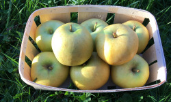 EARL Fruits du Maumont - Toutifruits - Pomme Chantecler HVE - 1kg