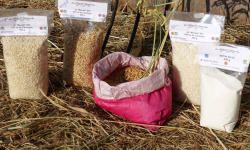 Les Délices du Scamandre - Riz Bio Semi-Complet "Manobi" IGP Riz de Camargue - 5 kg