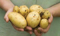 Les Côteaux Nantais - Pomme de terre Nouvelle AB&Demeter -2kg