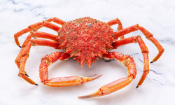 Poissonnerie La Piriacaise - Araignée de mer cuite - 2kg