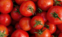 Le Châtaignier - Tomate Ronde Pleine Terre 1kg