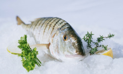 Côté Fish - Mon poisson direct pêcheurs - Marbrés 500g