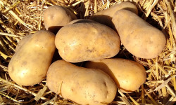 Les Jardins d'Abylone - BIO - Pommes de terre Blanches bio