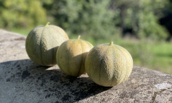 Les Asperges et Framboises du Soissonnais - Melon