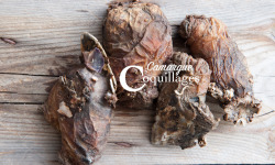 Camargue Coquillages - Violets De Roche - Pêche Responsable Et Durable