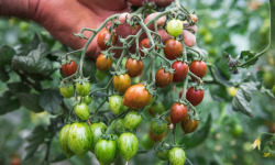 Maison Argentain - Tomate Cerise Melange Pleine Terre - 200g