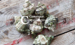 Camargue Coquillages - Escargots Murex de Camargue 5 kg - Bulots méditerranéen