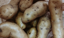 Ferme Joos - Pommes de terre - Ratte du Touquet 1Kg