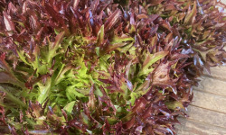 Les Champs Paradis - Salade multifeuilles rouge Bio - 200g