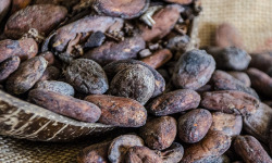 David Vanille : Épices d'Exception - Fèves De Cacao - Criollo-Trinitario - Madagascar 200g