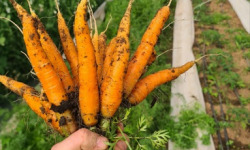 La Ferme de Goas Per - 2 botte de carotte Bio - 1,2kg